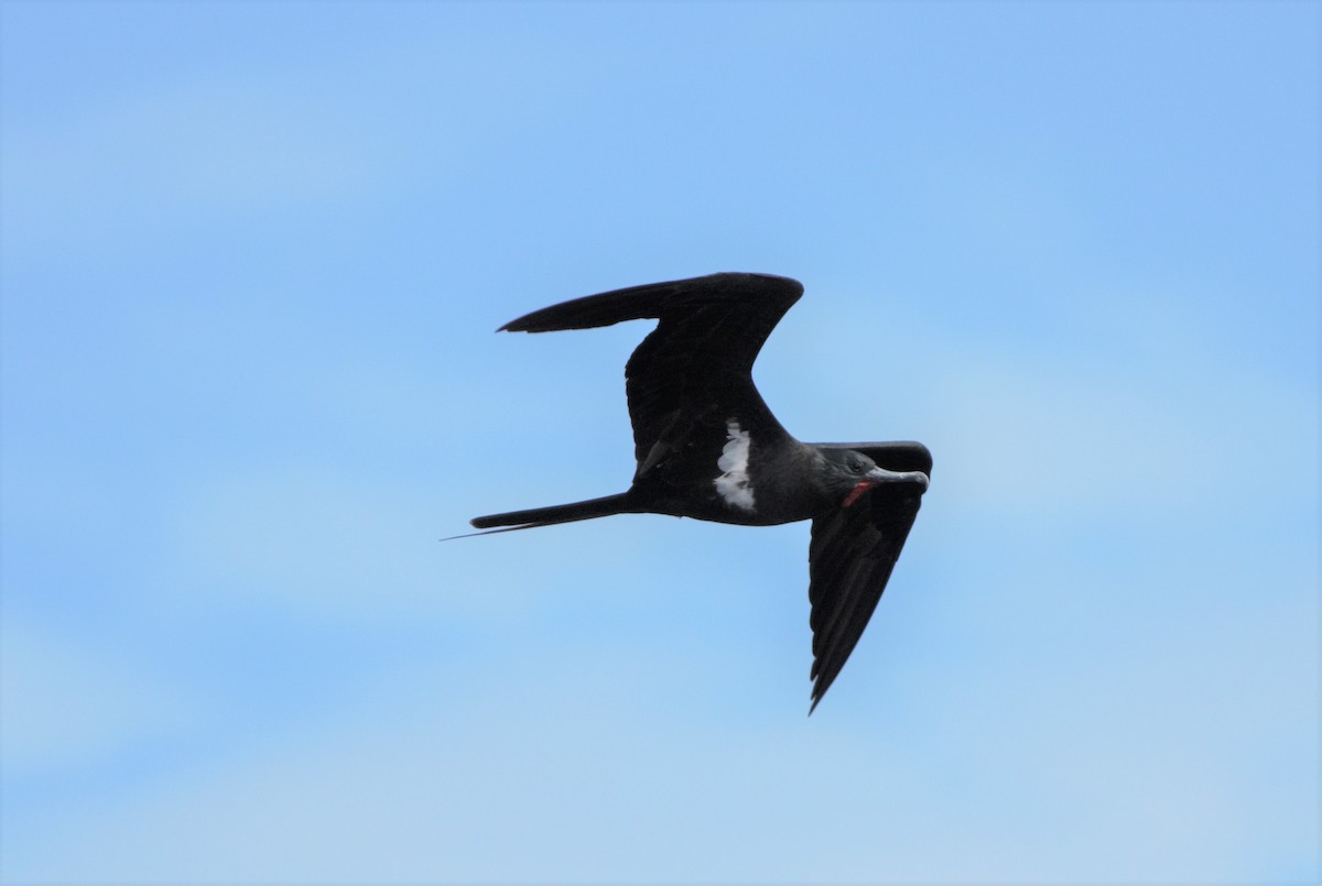 Lesser Frigatebird - ML50035811