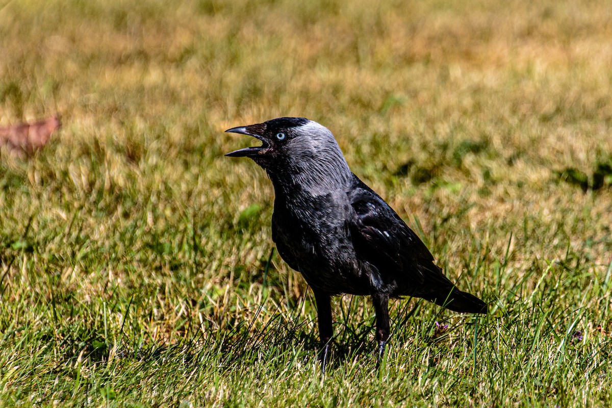 Eurasian Jackdaw - ML500358591