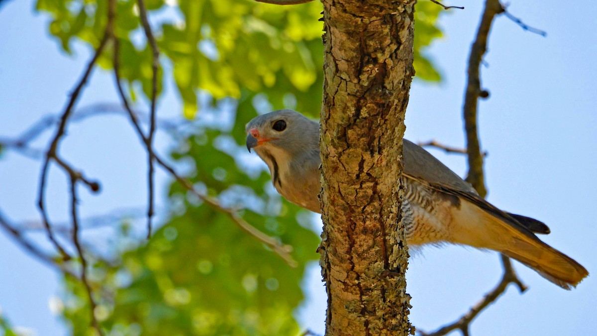 Lizard Buzzard - ML500359001