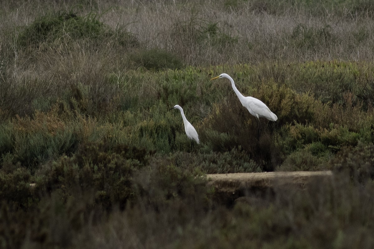 Great Egret - ML500360081