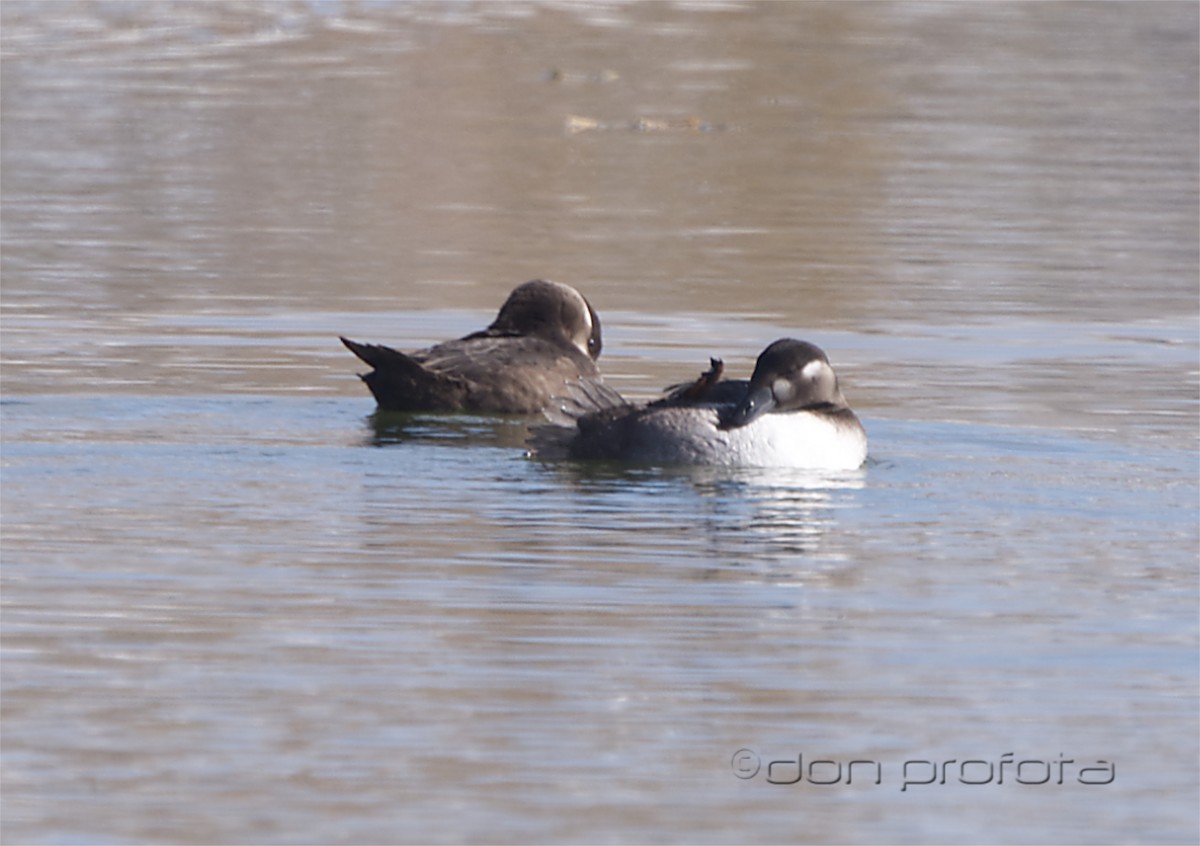 Surf Scoter - ML500360741