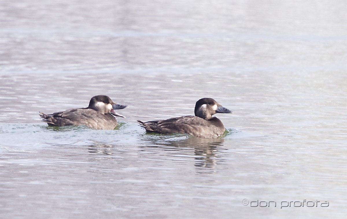 Surf Scoter - ML500360901