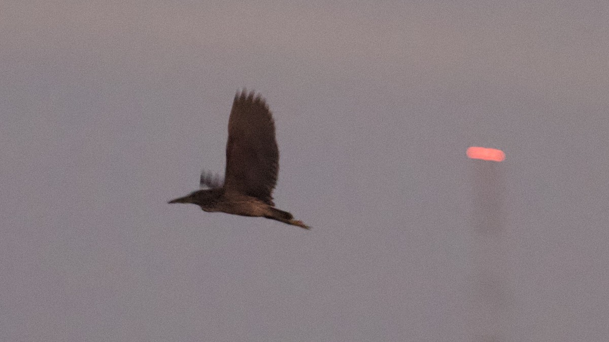 Black-crowned Night Heron - ML500362741