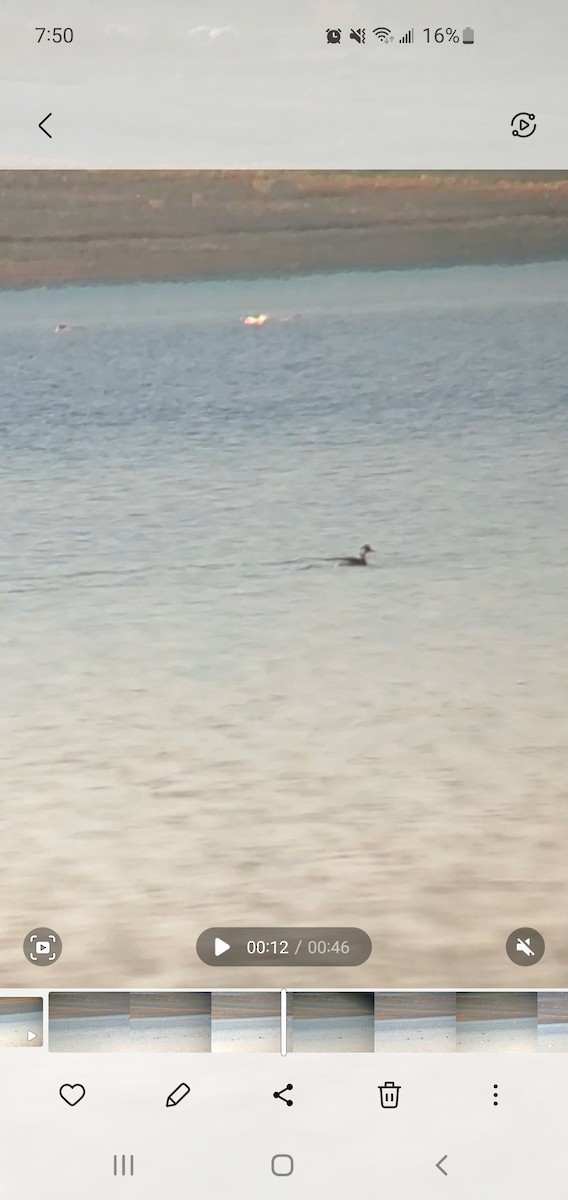 ハジロカイツブリ - ML500362881