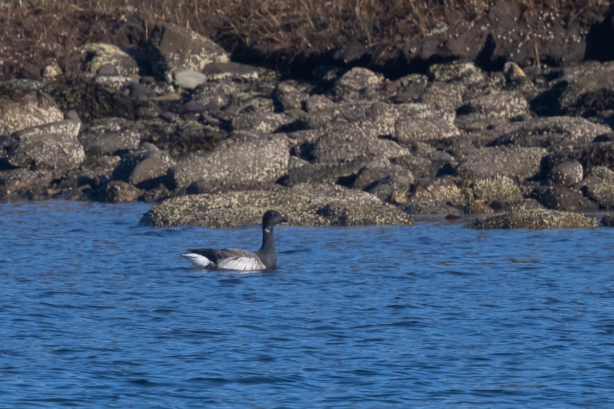 Brant (Atlantic) - ML500363261