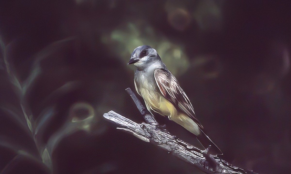 Cassin's Kingbird - ML500363421