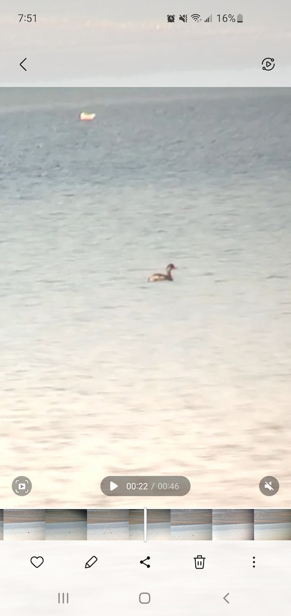 ハジロカイツブリ - ML500363451