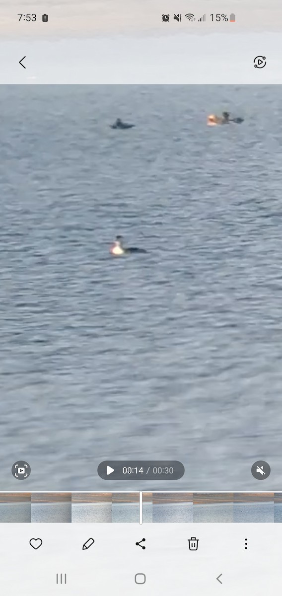 ミミカイツブリ - ML500363801