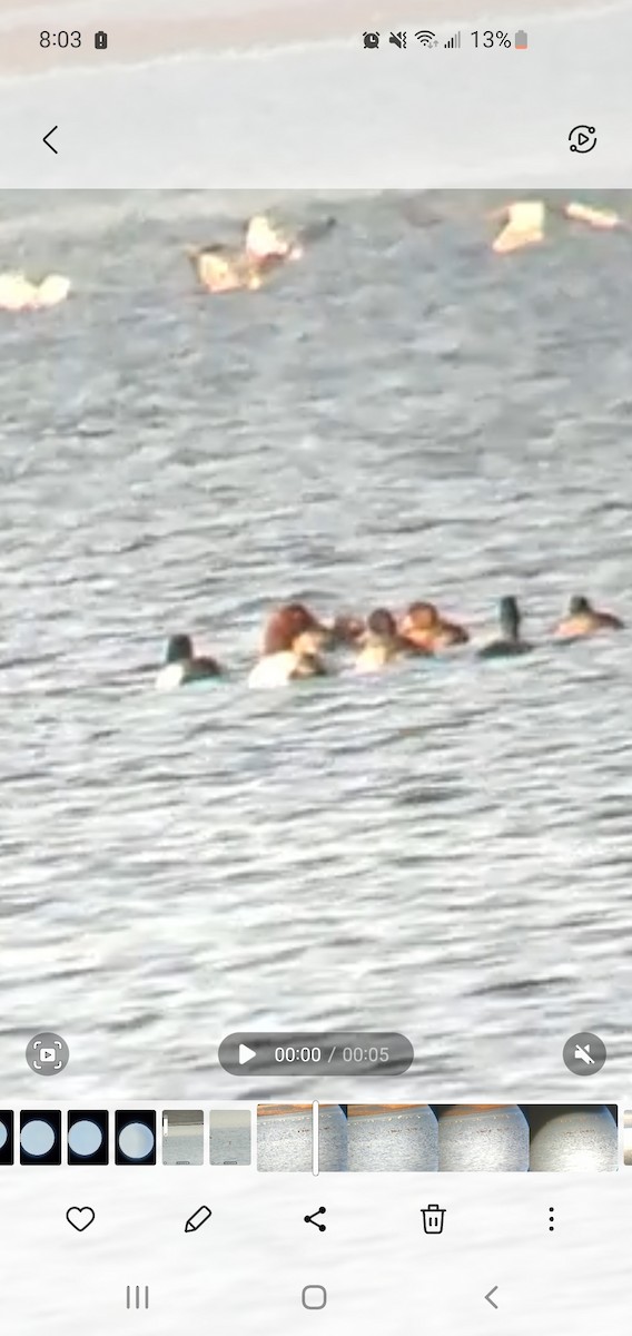 オオホシハジロ - ML500364241