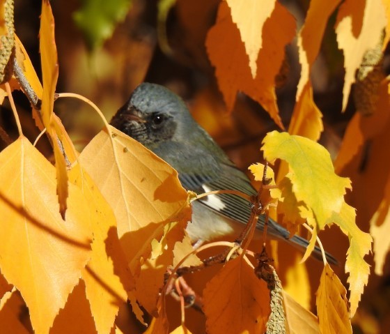 Black-throated Blue Warbler - Carmen Winslow