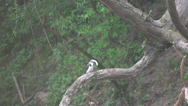 Martin-pêcheur d'Amazonie - ML500368541