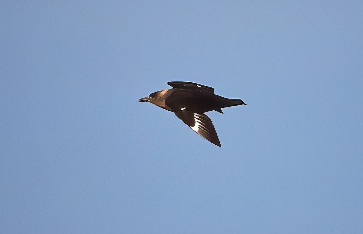 South Polar Skua - ML500369721