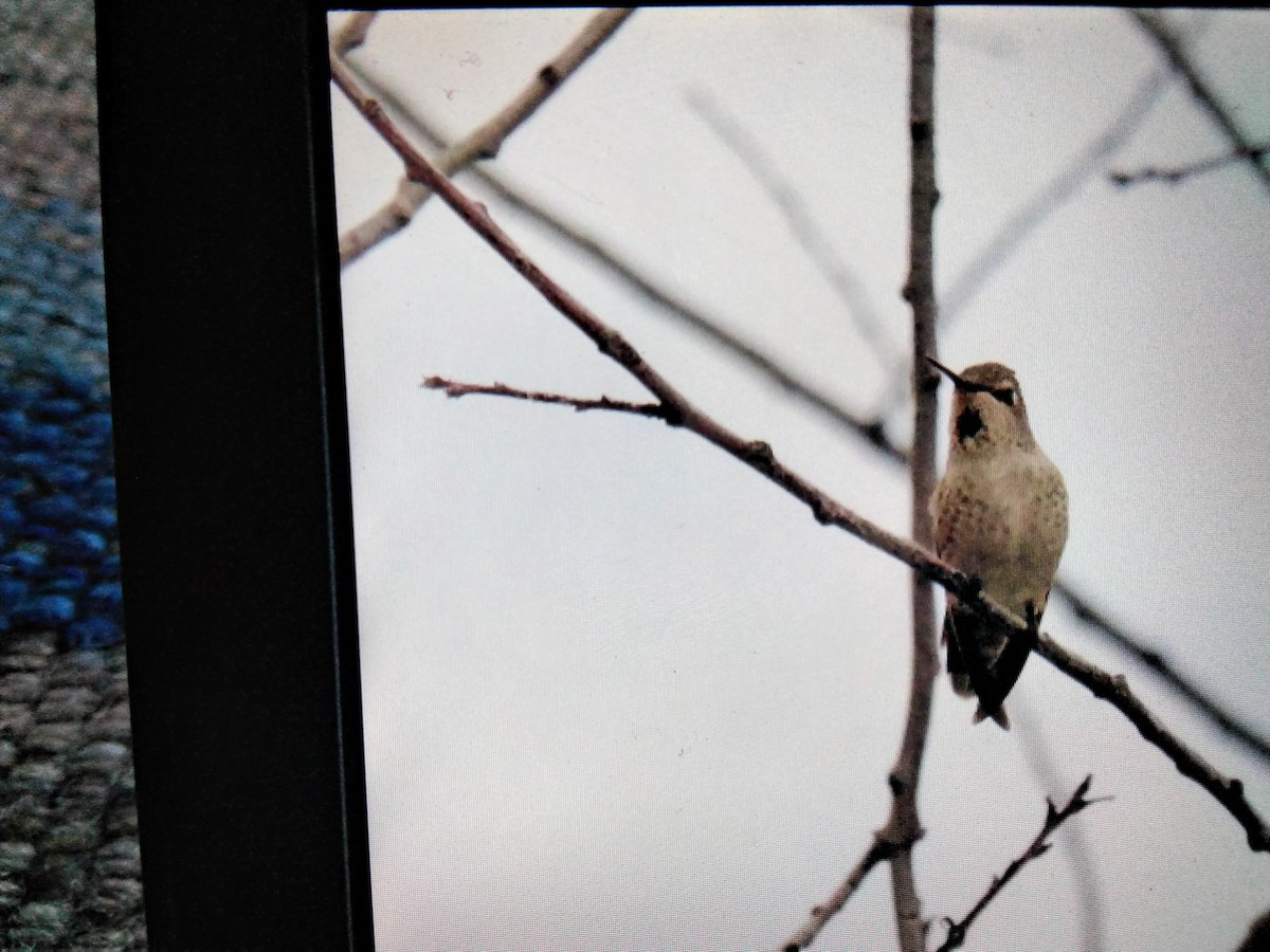 Anna's Hummingbird - ML500370571