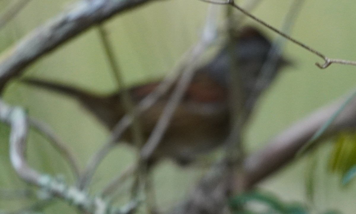 Swamp Sparrow - John McCallister