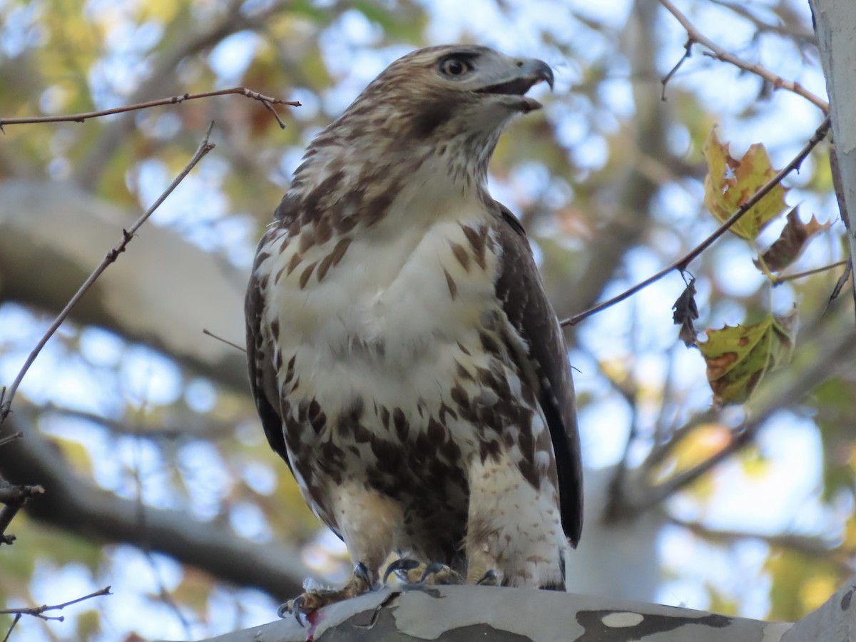 Red-tailed Hawk - ML500372981
