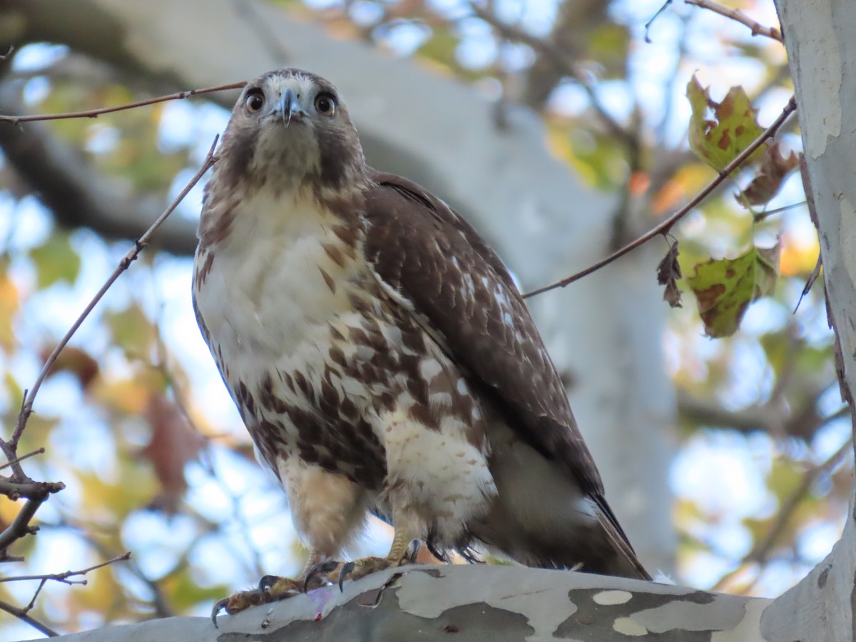 Red-tailed Hawk - ML500372991