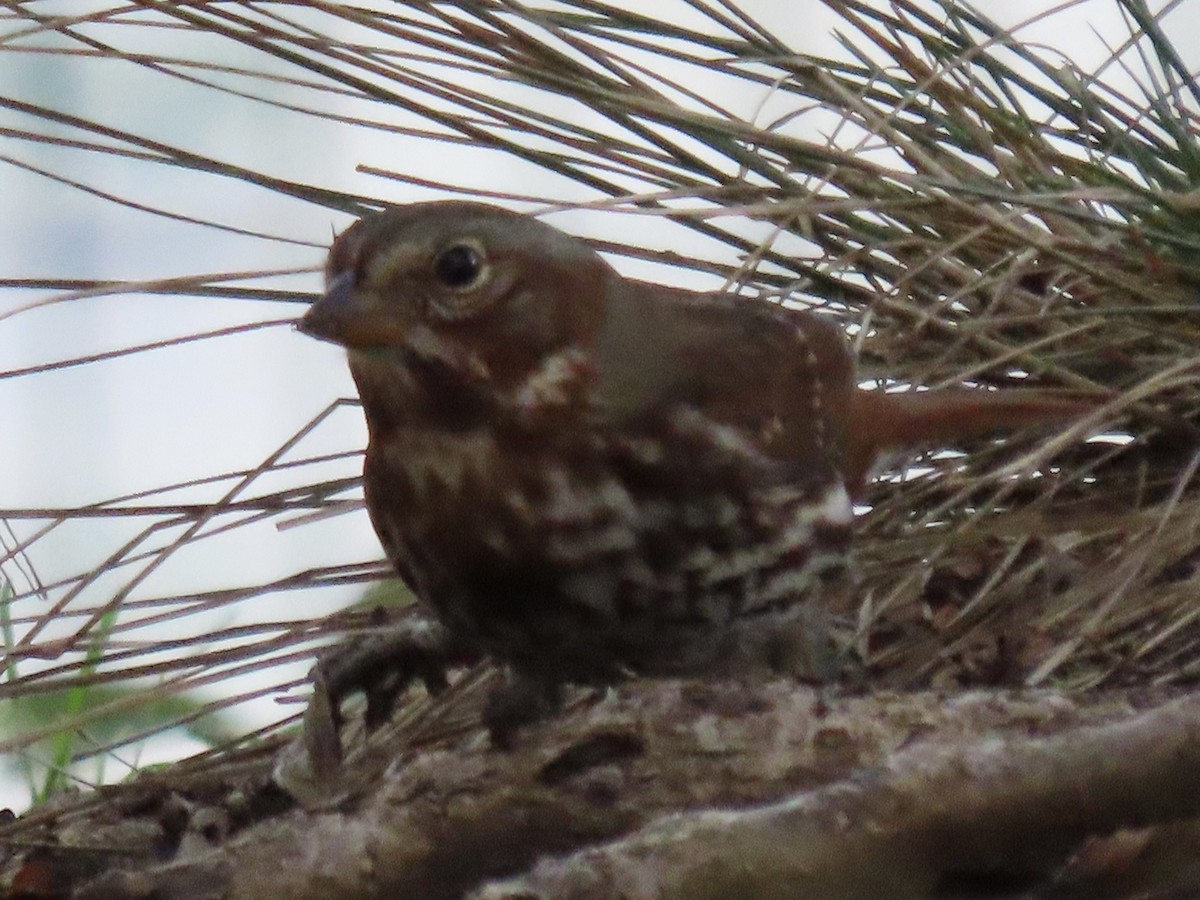 Fox Sparrow - ML500373101