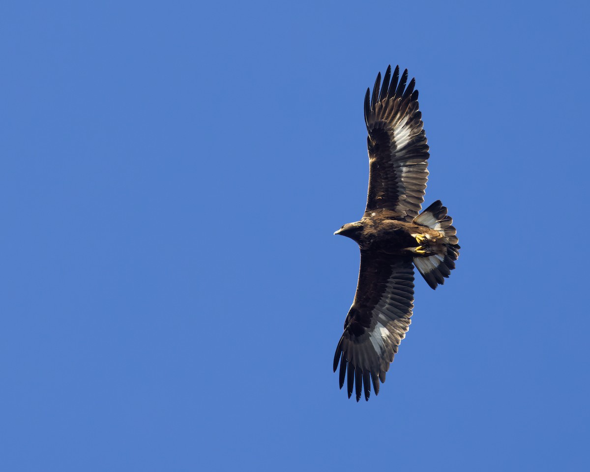 Golden Eagle - ML500373341