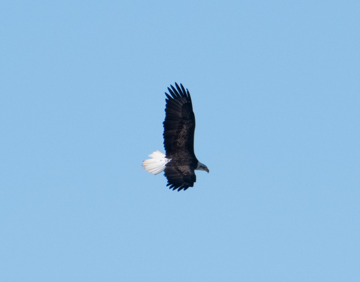 Ak Başlı Kartal - ML500373401