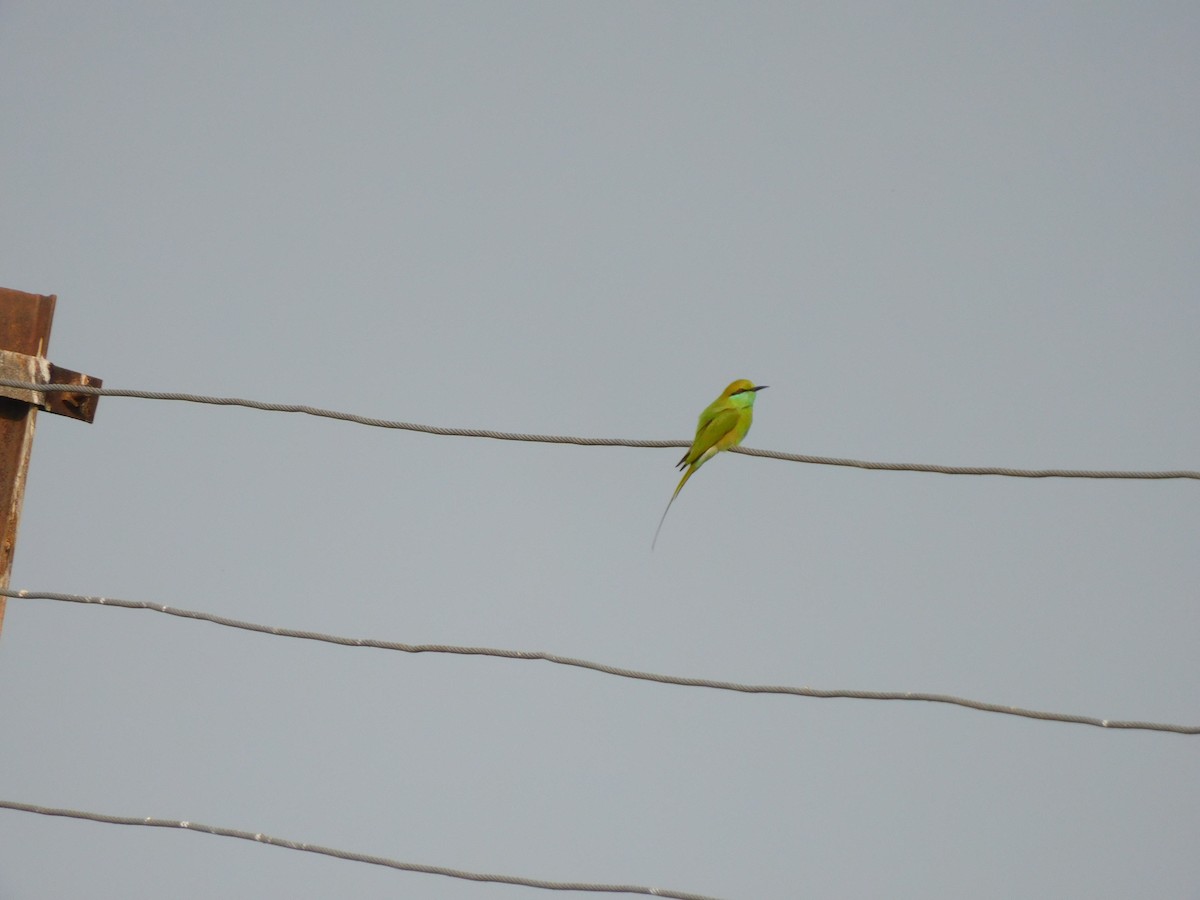 bee-eater sp. - ML500373671