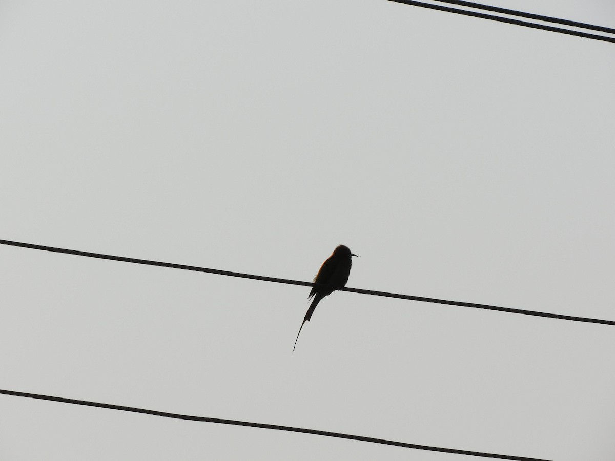 bee-eater sp. - ML500373781