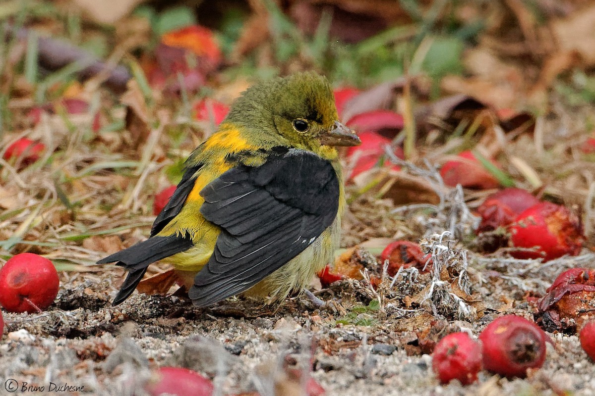 Scarlet Tanager - ML500373981