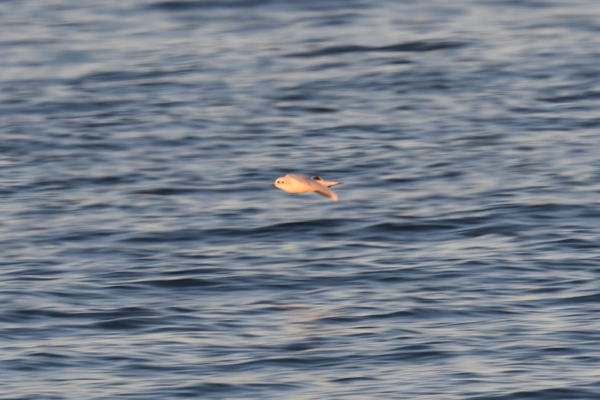 Little Gull - ML500374231