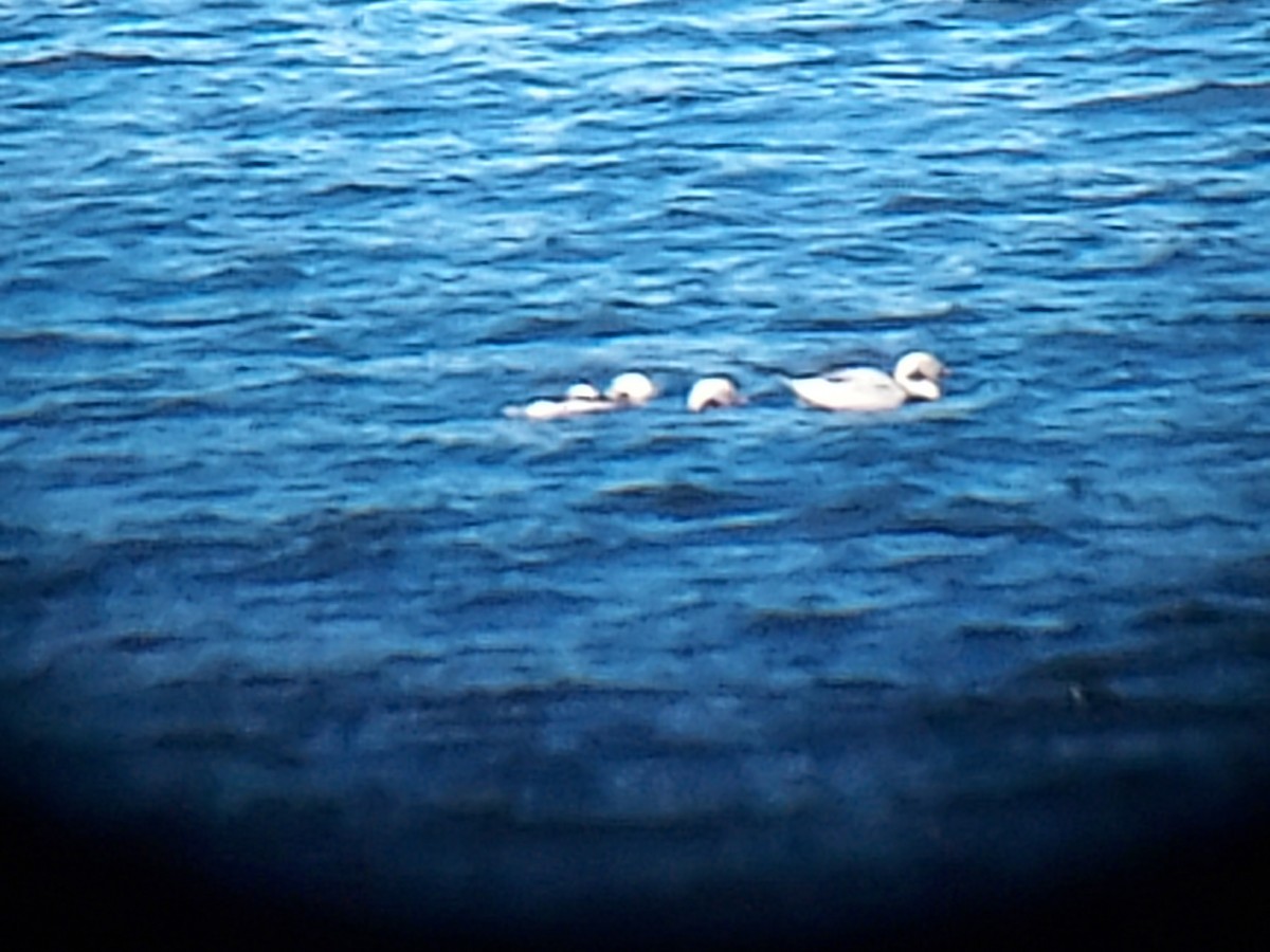 Long-tailed Duck - ML500374261