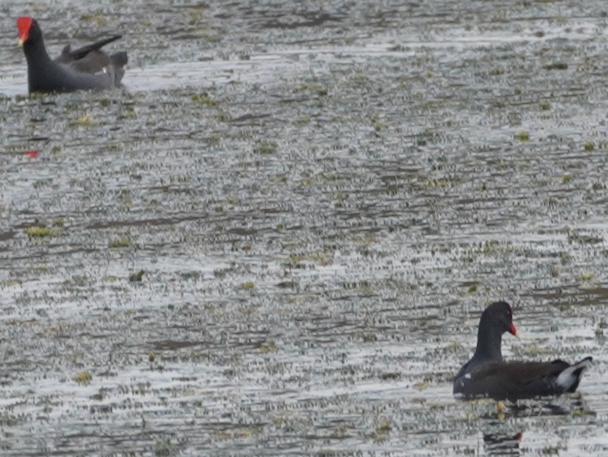 Common Gallinule - ML500374821