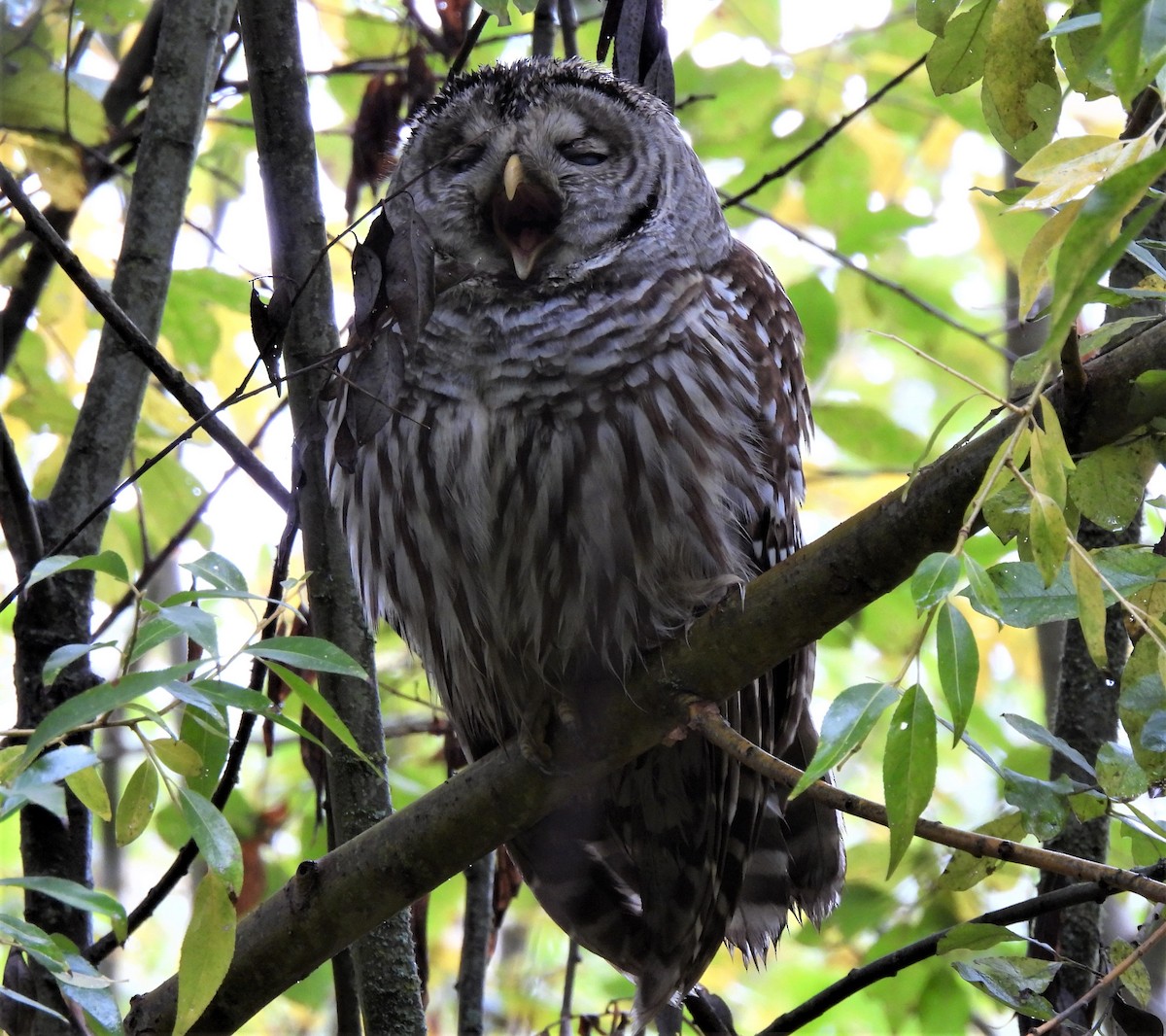 Barred Owl - ML500376831