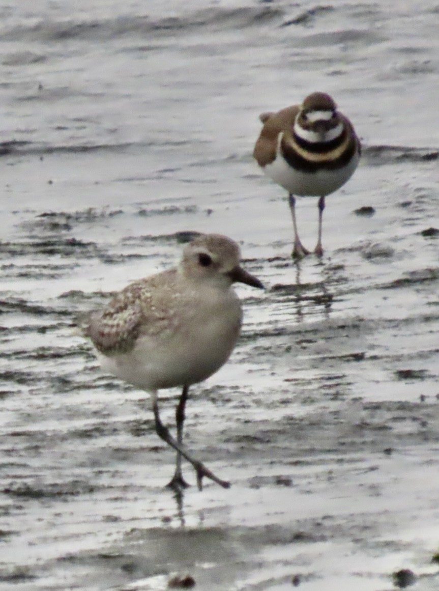 Black-bellied Plover - ML500377161