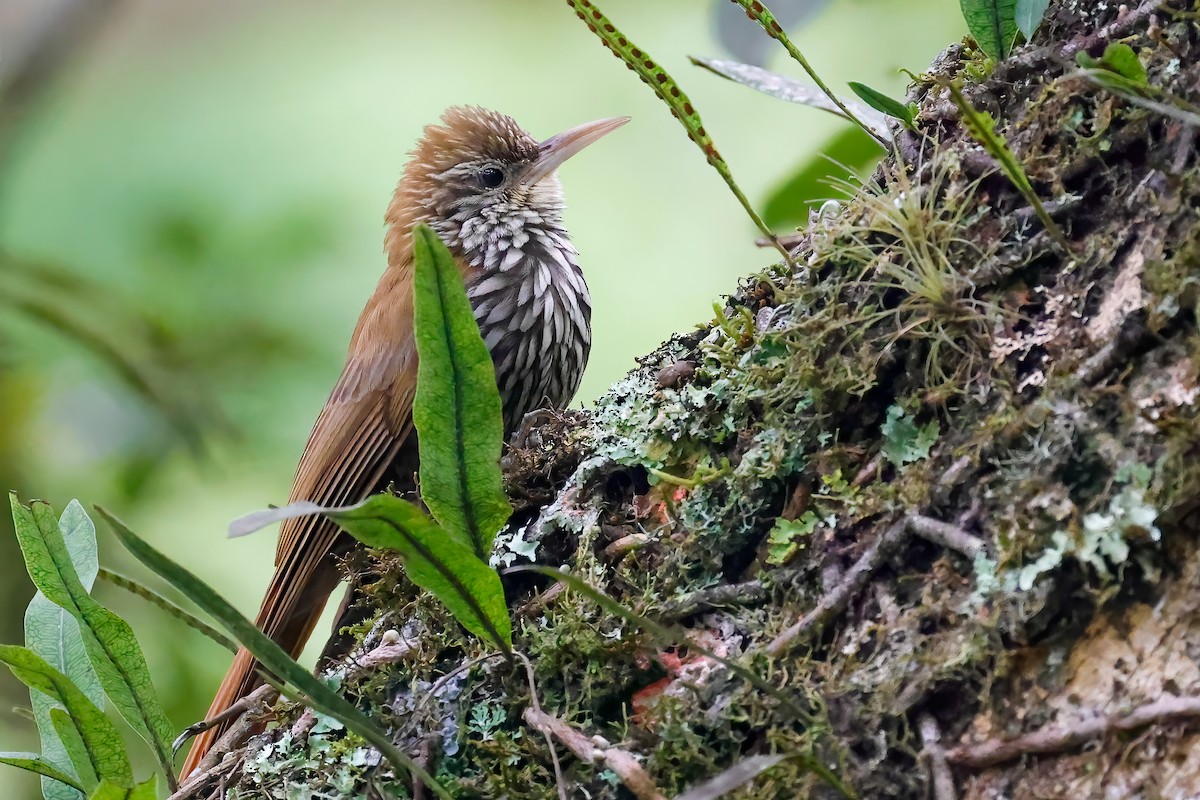 Scaled Woodcreeper - ML500377451
