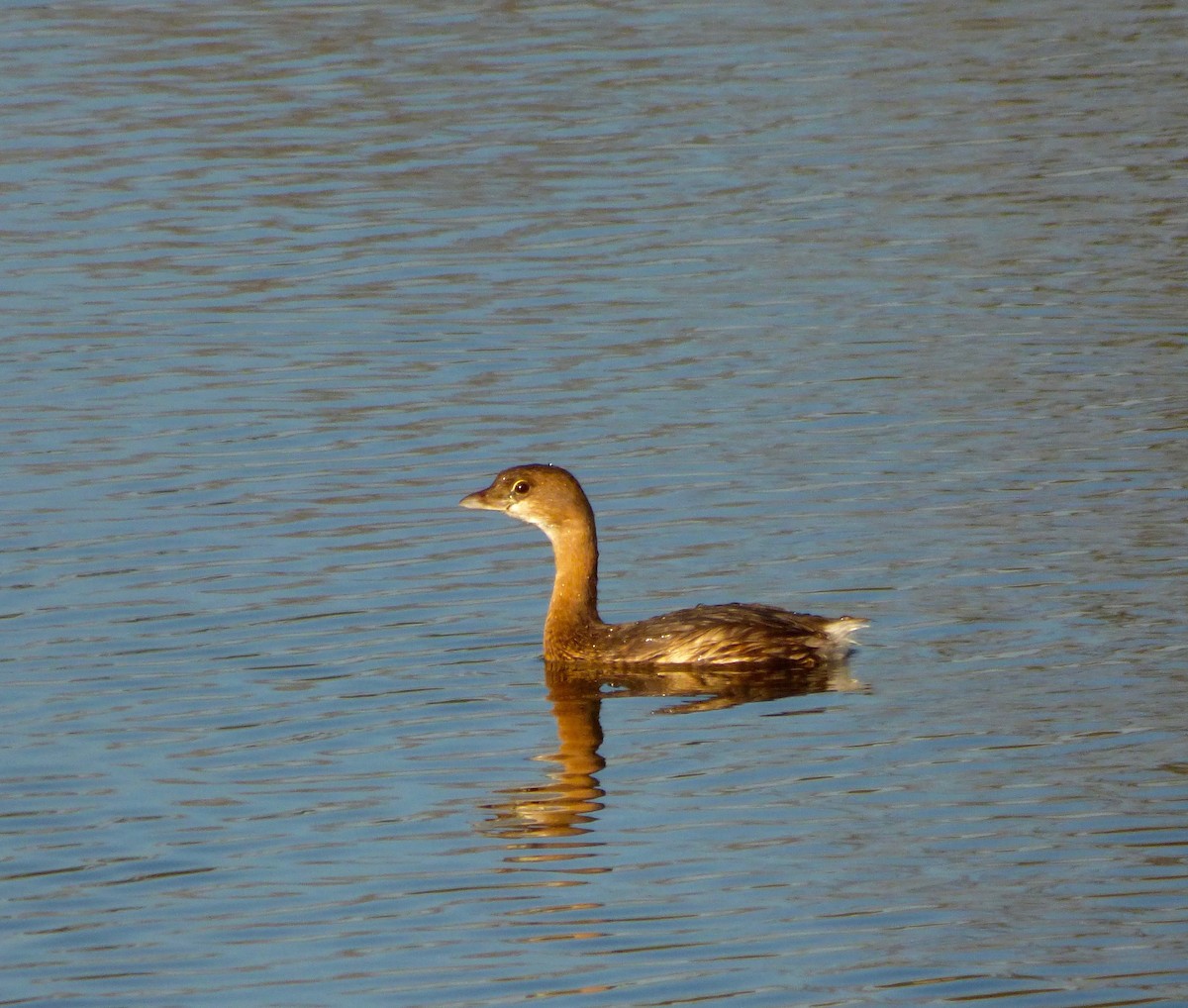 Pied-billed Grebe - ML50037761