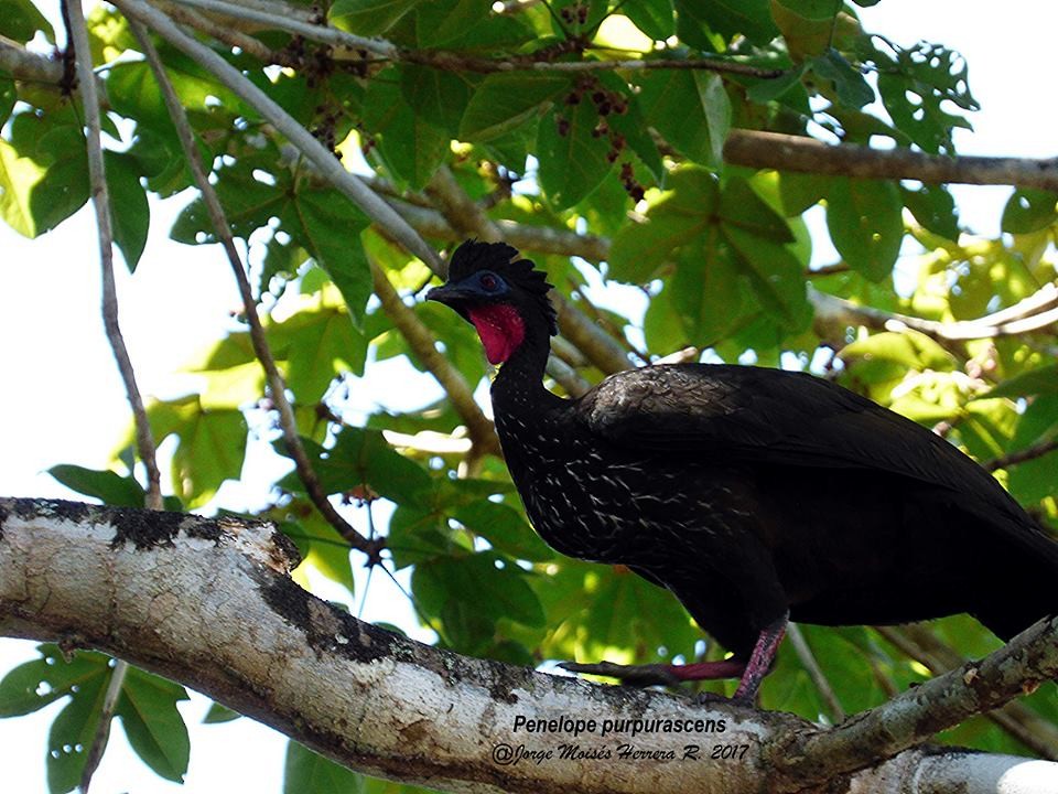 Crested Guan - Jorge Moisés Herrera R.