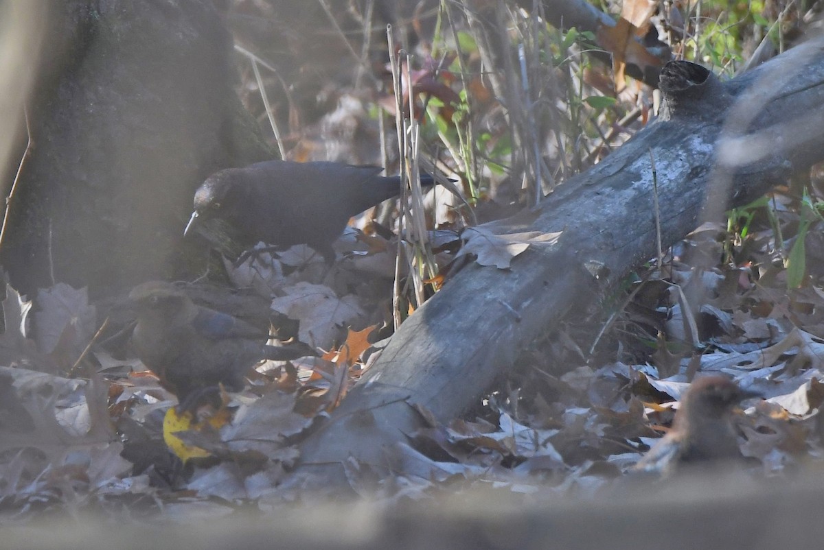 Rusty Blackbird - ML500379871