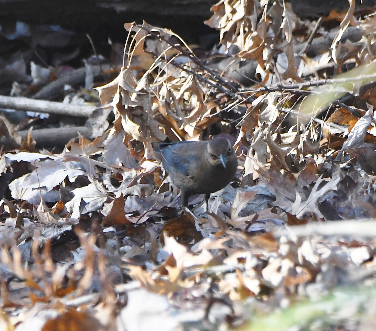 Rusty Blackbird - ML500380001