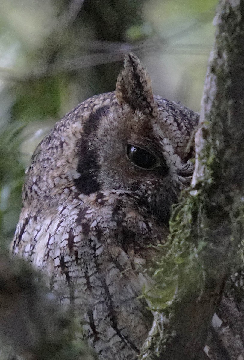 Tropical Screech-Owl - ML500380221