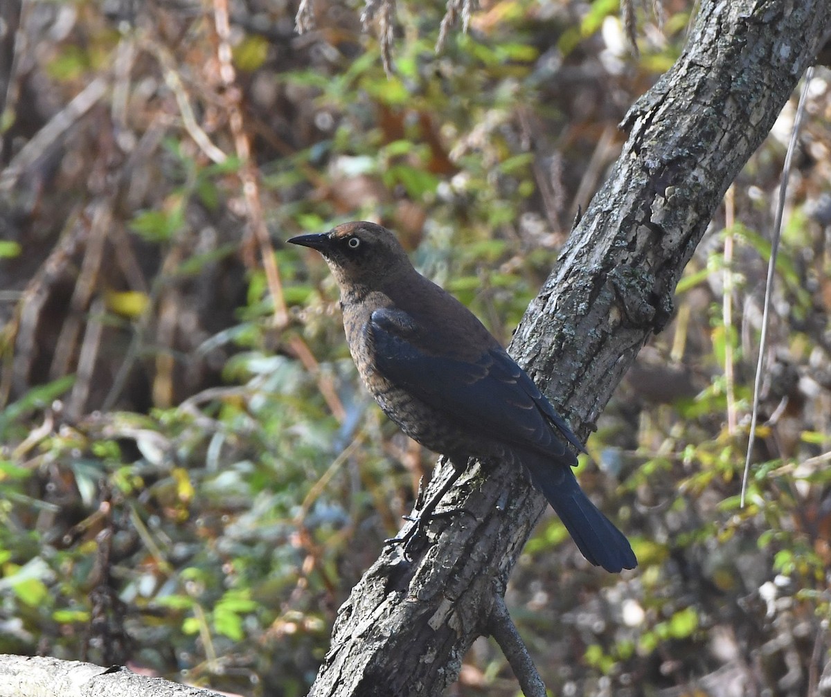 Rusty Blackbird - ML500380341