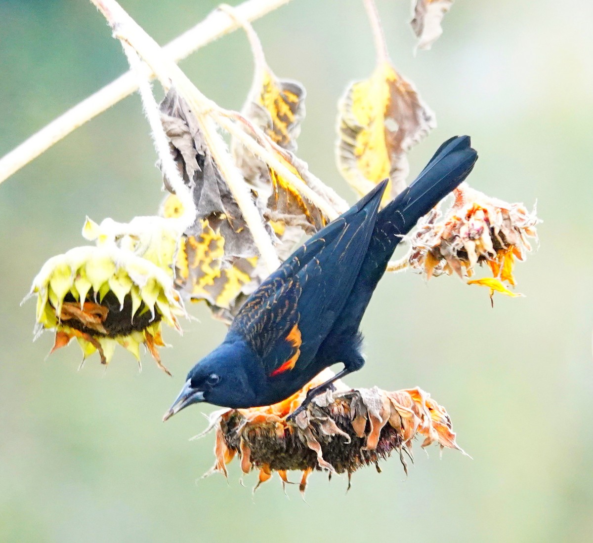 Red-winged Blackbird - ML500382251