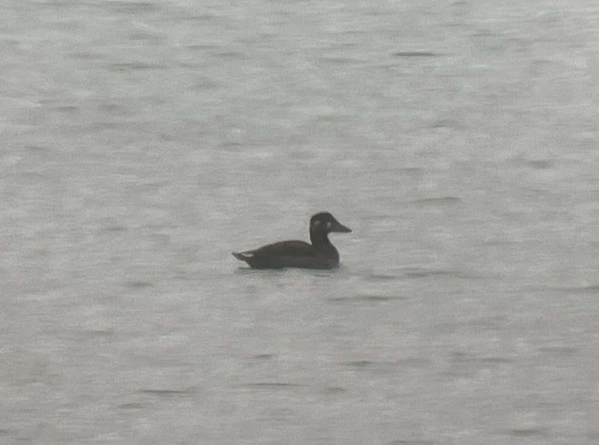 Surf Scoter - Linda Chittum