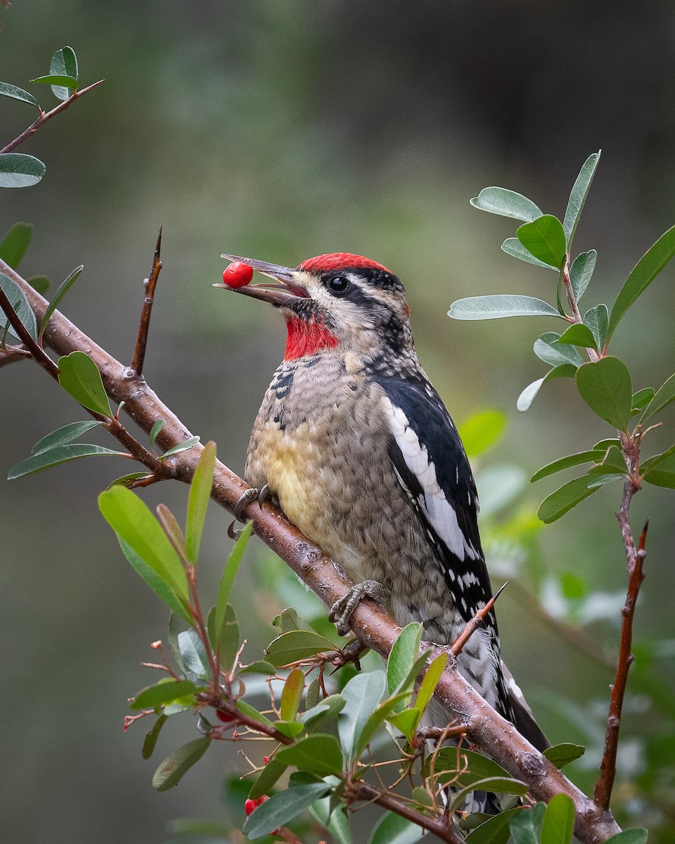 Red-naped Sapsucker - ML500384861