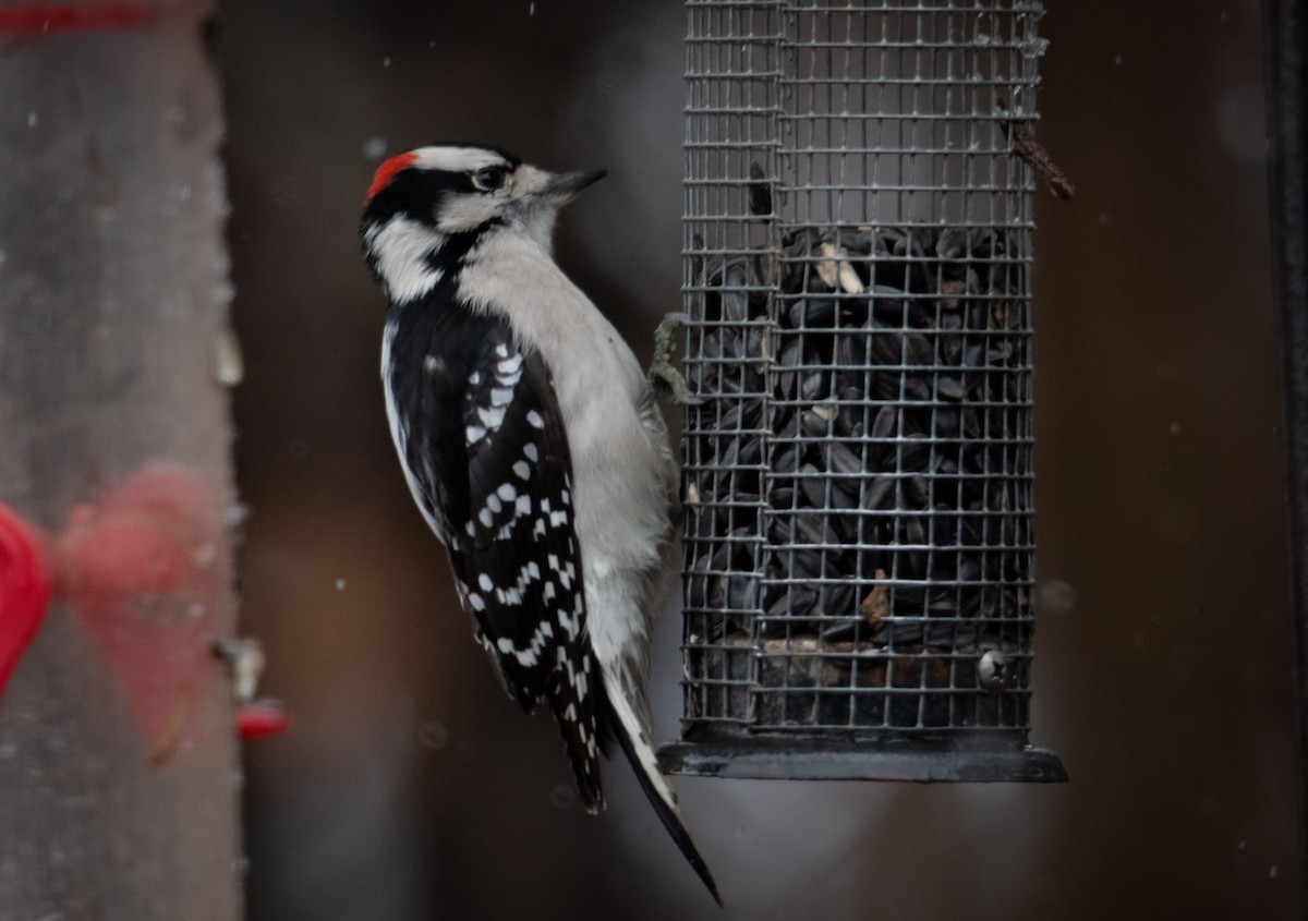 Downy Woodpecker - ML500385111