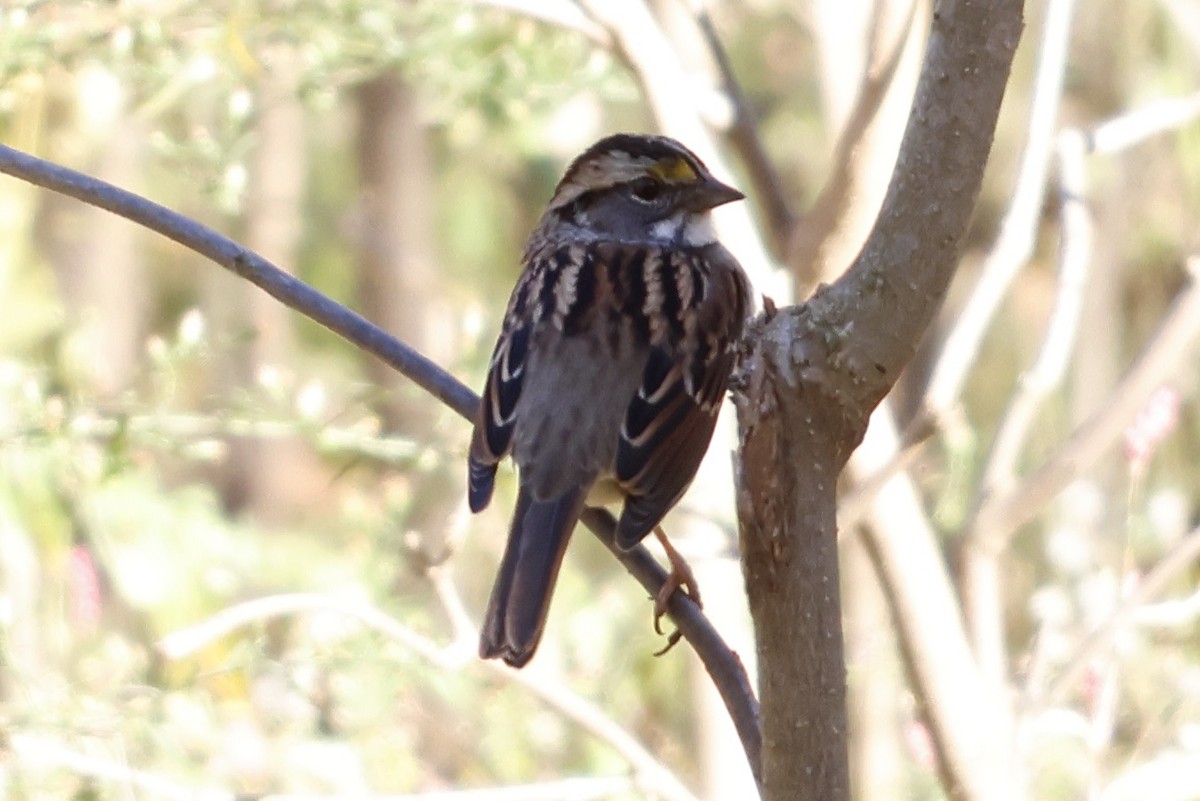 White-throated Sparrow - ML500388361