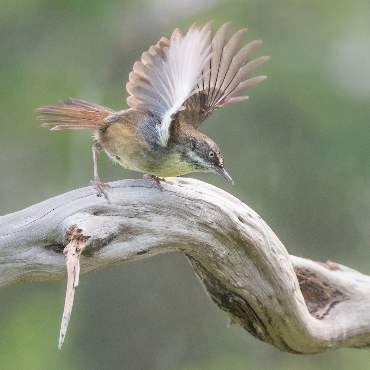 White-browed Scrubwren - ML500389151