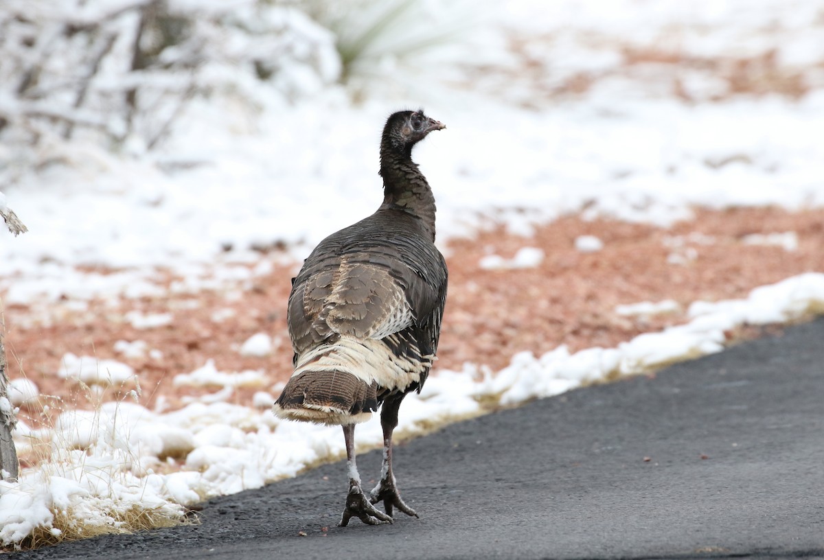 Wild Turkey - ML50039141