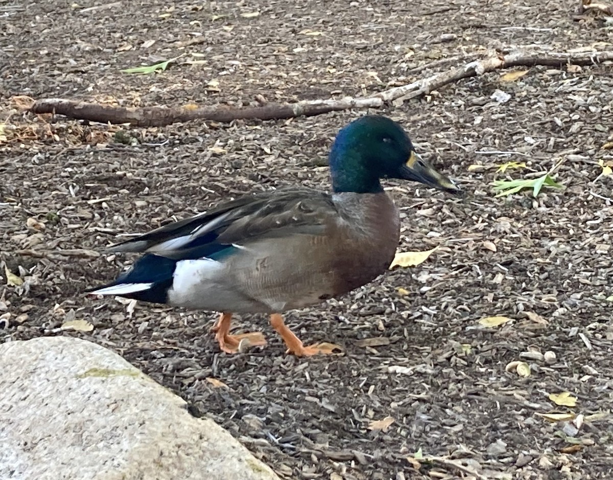 Northern Shoveler x Mallard (hybrid) - Alan de Queiroz