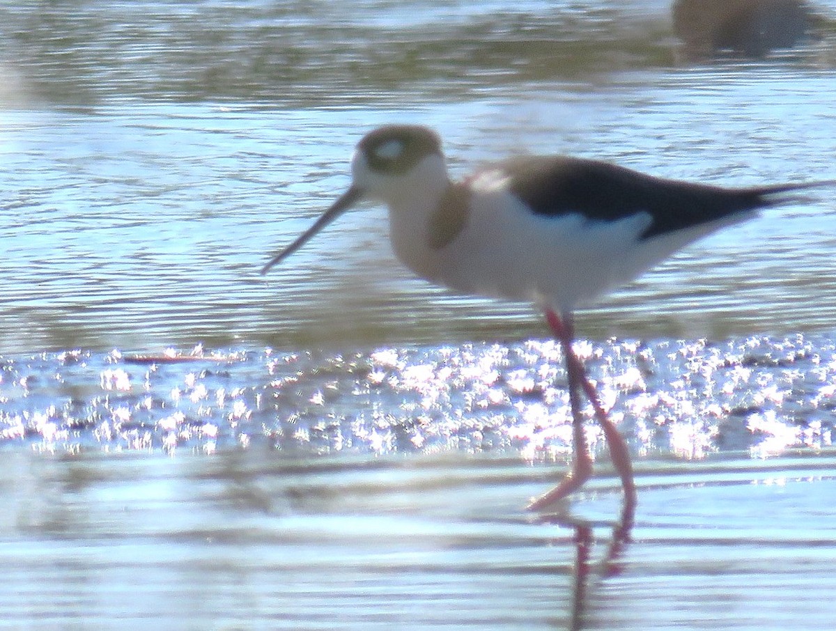 Black-necked Stilt - ML500394391