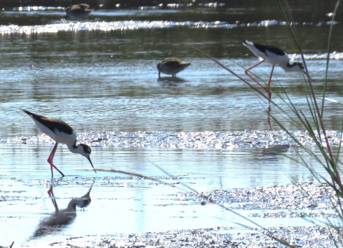 Black-necked Stilt - ML500394411