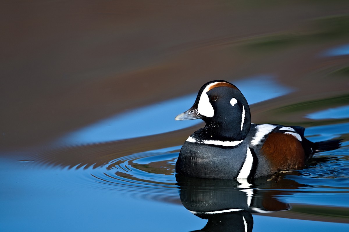 Harlequin Duck - ML500394701