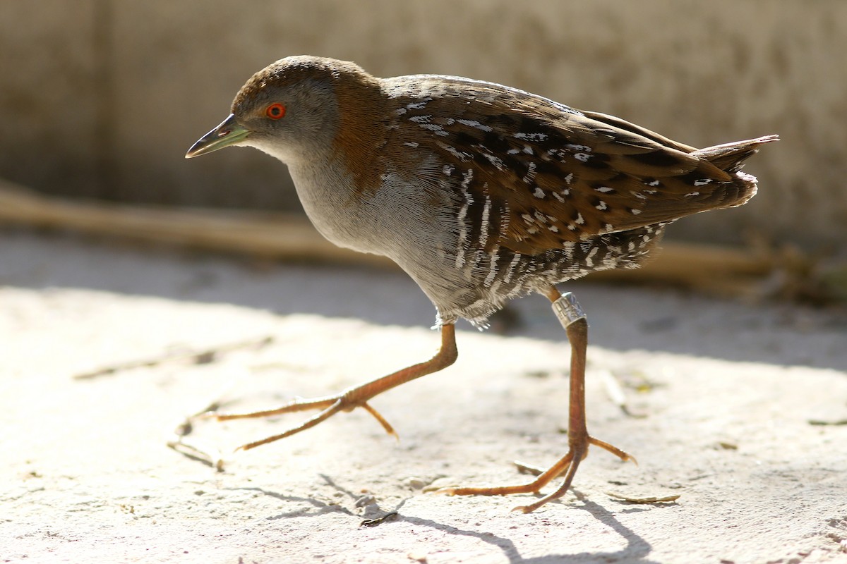 Baillon's Crake - ML500395181